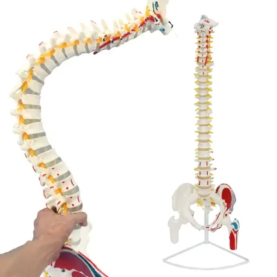 85cm Vertebrae Model FRT015 W/ Muscle Starting and Ending Points Life Size Rehabilitation Human Spine Model Include Femur