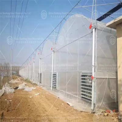 Cost-Effective Agricultural Tunnel Greenhouse with Plastic Film and Galvanized Steel Structure, Polystyrene Insulated Greenhouse