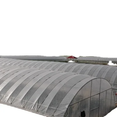 Small Green Houses Indoor Agriculture Commercial Low Sale Price in China
