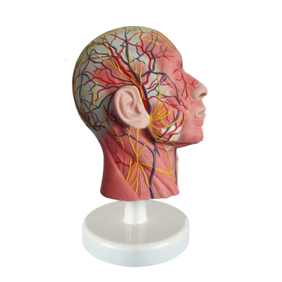 Head Anatomical Model Nerves and Blood Vessels of Head & Neck W/ Saggital Cut