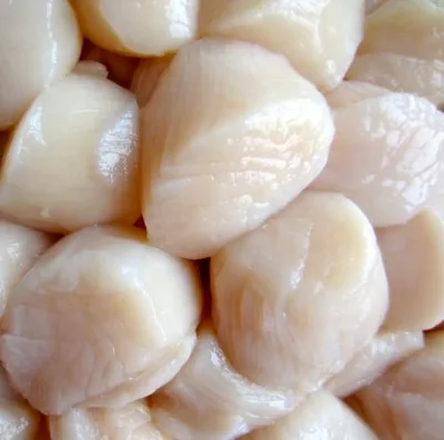Canadian Scallop