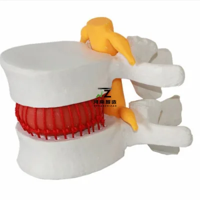 High Quality Human Interlumbar Spine Model Medical Teaching Bone Model Anatomical Model