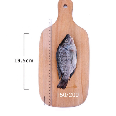 Tilapia Peixe
