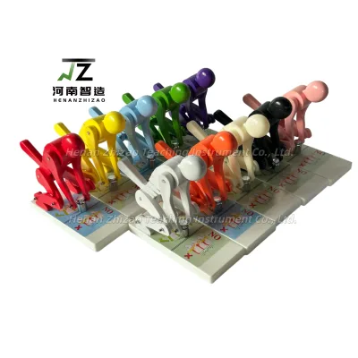 High Quality Lumbar Spine Stress Demonstration Model for Weightlifting Multi Color Customizable