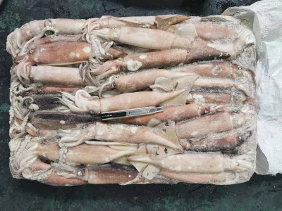 China Made IQF Processed Grade a 100% Pure Frozen Loligo Squid Whole Round Cleaned & Trimmed