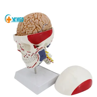 Medical Science Skull Model Colorful Skull Model with 8 Parts of Brain &7 Cervical Vert & Muscle Starting and Ending Points