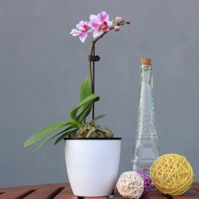 Plant Support Clips Garden Clips Flower Orchid Stem Clips for Orchid Support