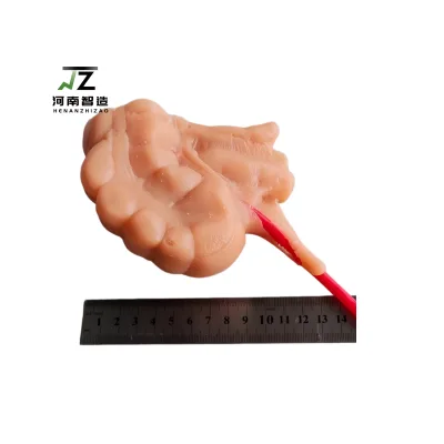 The 3D Model Module for Laparoscopic Appendectomy in Surgery Comes with a 5-millimeter Tube Built-in
