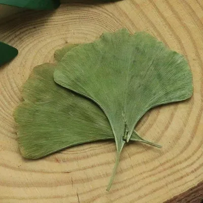 High Quality  Yin Xing Ye Healthy Herbal Bulk Dried Biloba Ginkgo Leaf