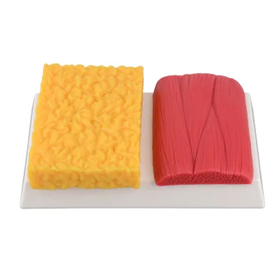 Square 1lb Fat Vs 1lb Muscle Replica Model Human Body Composition Demonstration Model for Beauty Fitness & Weight Loss Education