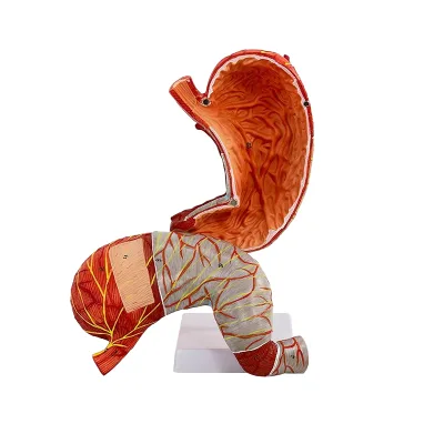 Enlarged Detachable Human Stomach Anatomical Model 2 Parts for Medical Teaching