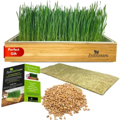 An Excellent Germination Rate Self-Watering Cat Grass Kit That No Soil Needed and Can Plant Any Occasion