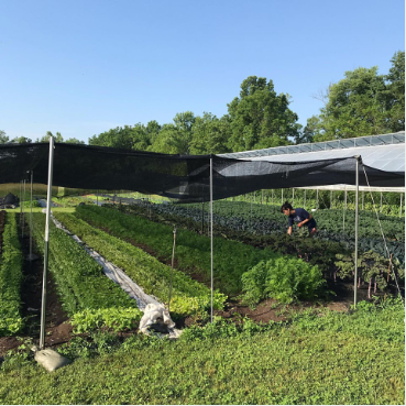 HDPE Greenhouses Shade Cloth 30-98% Agricultural Shade Sail
