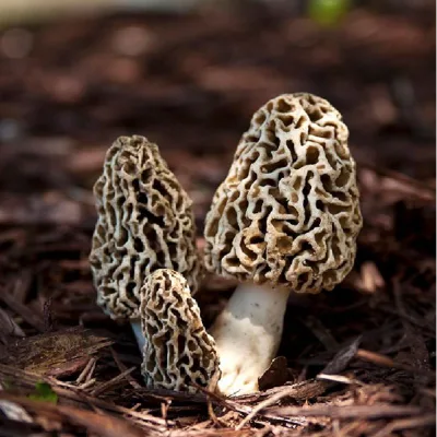 China Export 100% Original Yunnan Wild Moral Mushroom