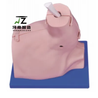 Shoulder Arthroscopy Model, Medical Training Model, Anatomical Model