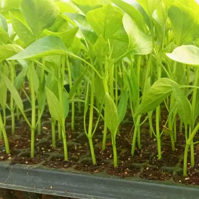 Plastic Nursery Pot Seedling Tray Seed Grow Planter Seeding Garden Seed Starter Pot Tray Plant Propagation Nursery Tray
