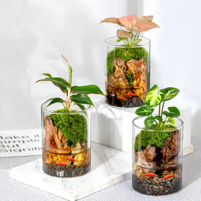 Multi-Size Cylinder Glass Terrarium Planter Pot Hydroponic Moss Water Planting 15cm 20cm Eco-Friendly Handmade Mouth Glazed