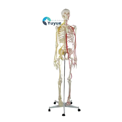 170cm Life Size Human Skeleton Model with Nerves and Blood Vessels for Medical Science