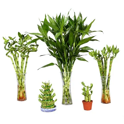 Lucky Bamboo Hydroponic Plant Potted Flowers Greenery for Living Rooms-Pothos Large-Leafed Fortune Bamboo From China