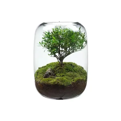 Creative Desktop Moss Micro Landscape Glass Vase Bonsai Ecological Bottle Bonsai Tree of Life Office Desktop Ornaments