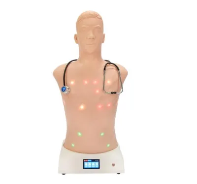 Medical Science Human Cardiopulmonary and Abdominal Auscultation Training Manikin Training Simulator