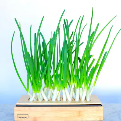 Green Onion Kit Microgreens Growing System Mini System Hydroponic Plant Propagation Kit Hydropnically  Plant