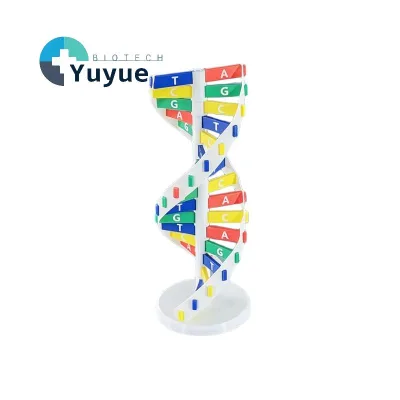 DIY Assemble DNA Double Helix Model Color Gene Base Display Toy Biology Science Class Teaching Demonstration Prop