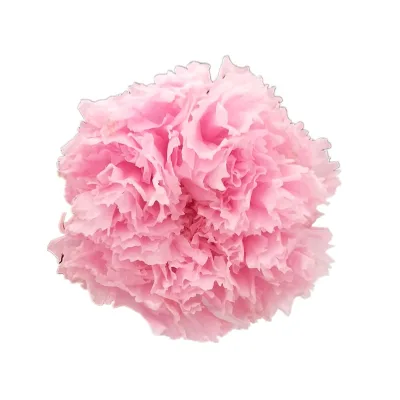 Preserved Flowers and Plants Fresh Cut Carnation for Mothers Day