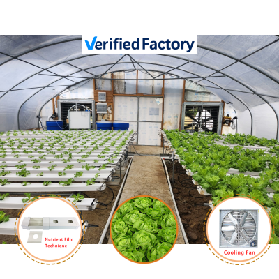 Baolida Hydroponic System Hoop House Agricultural Chinese Green House Lettuce Greenhouse for Farm