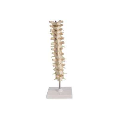 50101.22 Human Thoracic Spinal Column