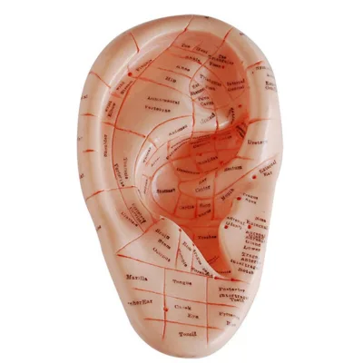 English Version Ear Pins Auricular Application Model Ear Acupuncture Points Model