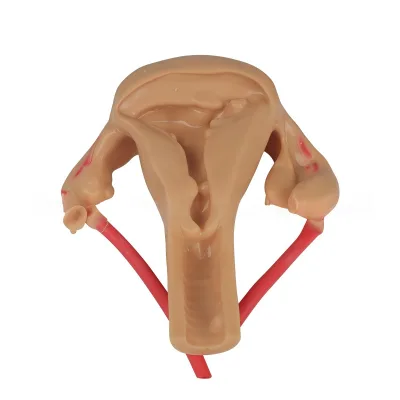 Gynecology and Obstetrics Laparoscopic and Hysteroscopic Suturing and Dissection 3D Silicone Model of Uterus Model