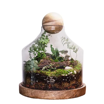 Tropical Dreams in a Decanter Lighted Moss Terrarium With Cork Lid Plant Terrarium With Retro Wooden Stand