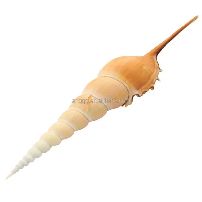 Ornament Small Handicrafts Home Decorations Natural Long Nosed Snails Wholesale Conch Shells