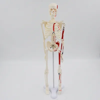 45cm Spine Full Body Skeleton Human Teaching Model with NM Ligament Attached to Adult PVC Colorful Skeleton