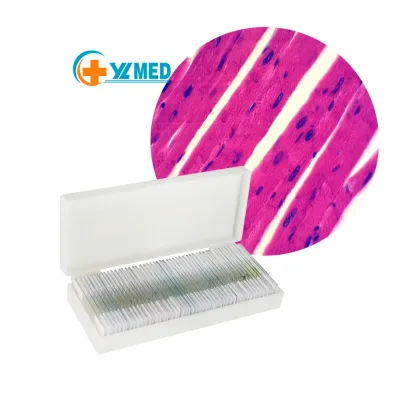 Medical Science Best Price High Quality Glass Microscope Slides Stem of Dicotyledon Botany Prepared Slides
