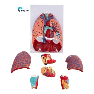 Respiratory System Anatomy Model for Medical Training PVC Plastic Heart Thyroid Throat Thoracic Surgery Model for Medical School