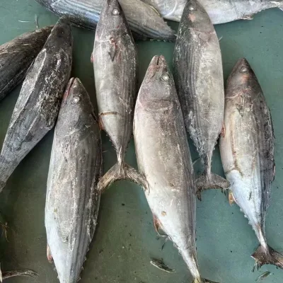 Hot Sale High Quality Whole Round Frozen Belted Bonito 1.5kg
