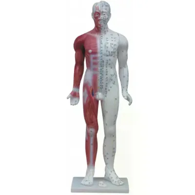 84CM Male Model for Chinese Medical Acupuncture TCM Acupuncture Model