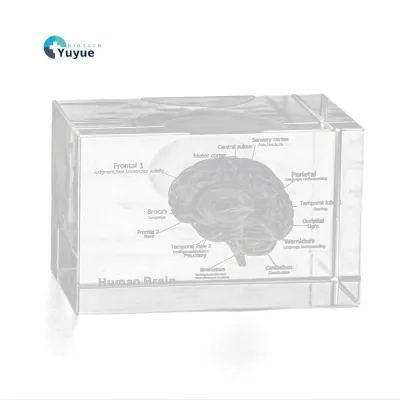Medical Teaching Model English-Labeled Human Brain Model for Neuroanatomy Education