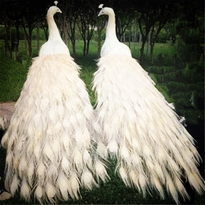 High Quality Simulation White Peacock Large Decorative Animal Party Supplies Realistic Peacock Wedding Decoration