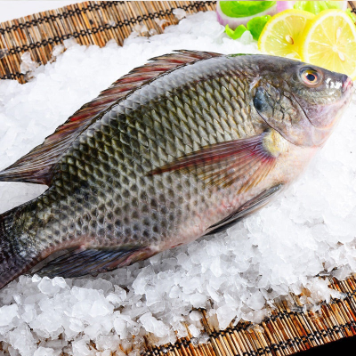 Tilapia Peces