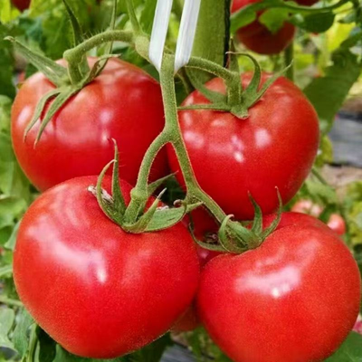 Persimmon  Tomato