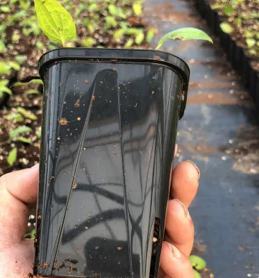 Mini 8cm Black Square PP Plastic Not Coated Eco-Friendly Durable Lightweight Customizable Nursery Plant Pots for Indoor Outdoor