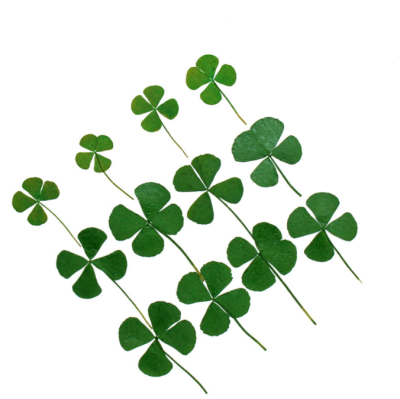 Natural Real Dried Pressed Lucky Clover Leaf Pressed Flowers Plant Flower Specimens Dried Four-Leaf Clover  for Epoxy Flower