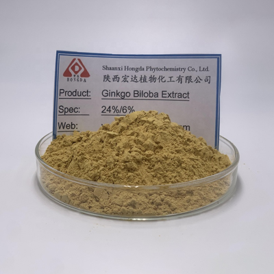 Semen Ginkgo Seed Ginkgo Biloba Extract Powder Ginkgo Biloba Leaf Extract