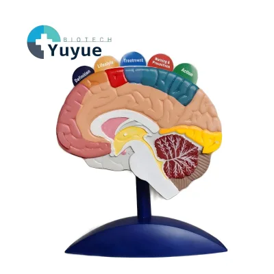 Human Brain Function Anatomy Model with Educational Cards - Seizure & Brain Region Teaching Model for Medical Education