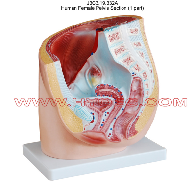 Human Female Pelvis Section Demo