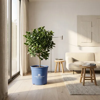 Weatherproof Gallon Containers for Urban Greenery and Rooftop Garden Projects