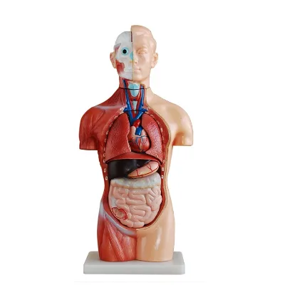 SC-A1047 Human Simulation Anatomical Model 42cm 18parts  Male Asexual Torso Model for Teaching